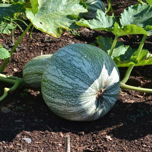 Cushaw Green Striped Pumpkin Seeds | Heirloom / Non-GMO | Free Shipping | 1080 gallery