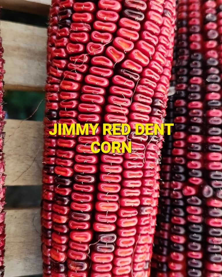 Jimmy Red Corn - Heirloom Dent Corn For Seed or Milling - 1/2 Pound gallery
