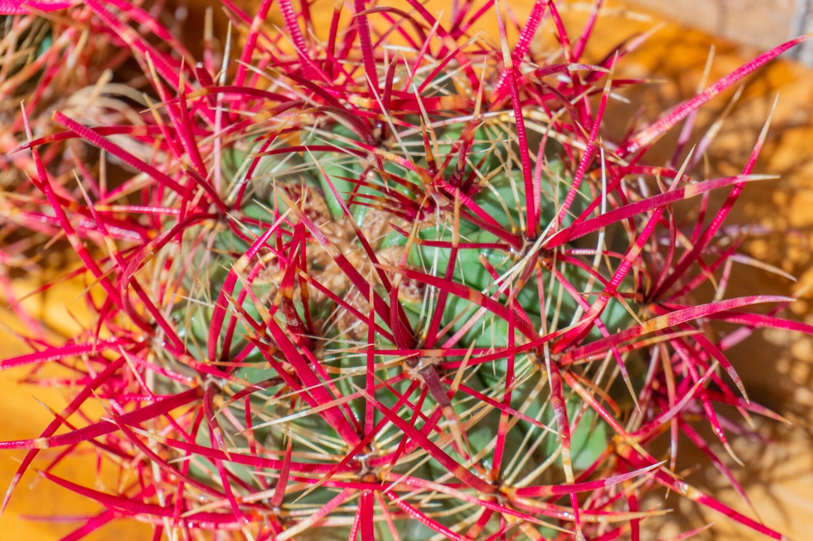 Ferocactus Cylindraceus v. Lecontei, Red Fire Barrel Cactus, Live Plant, S/M/L gallery