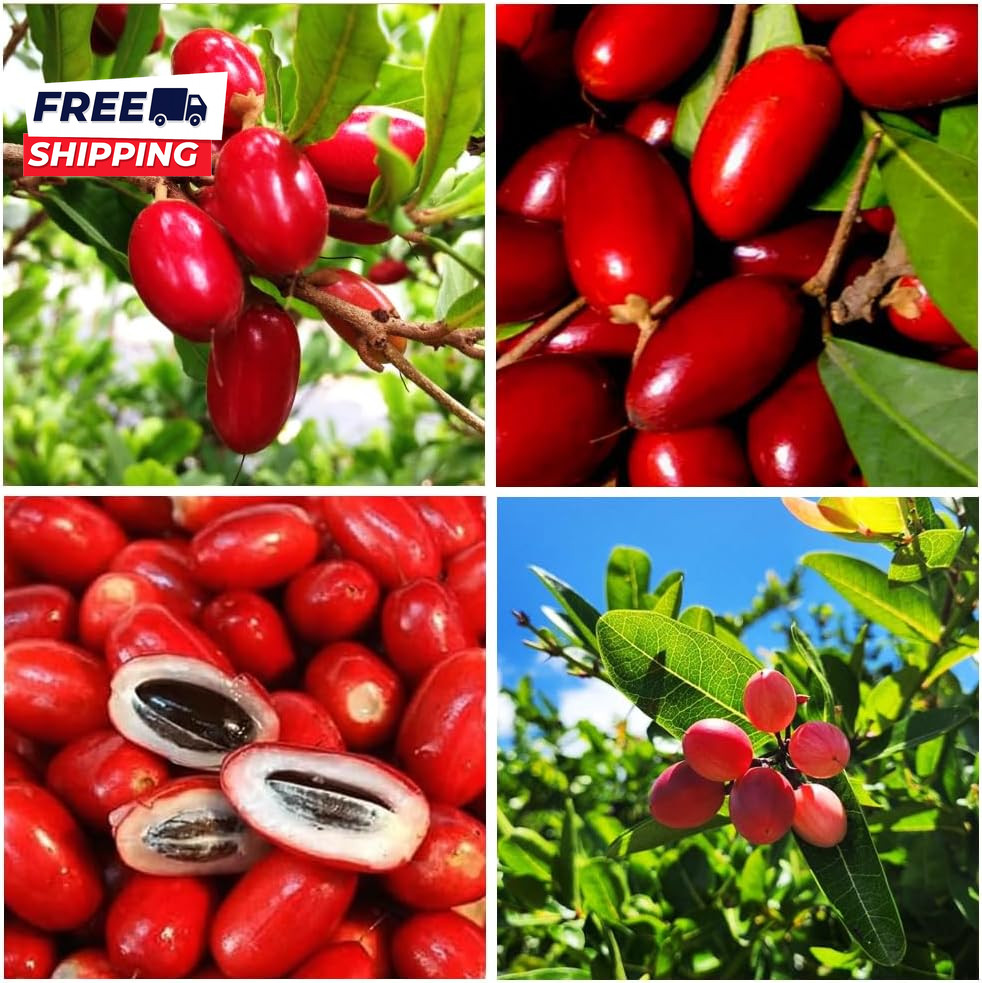 35+Tropical Miracle Berry Fruit Seed for Planting Outdoor-Edible Berries Plant Y gallery