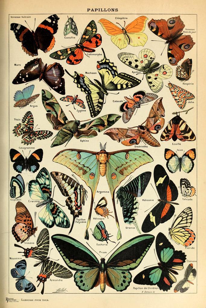 Butterfly Vintage Papillons Insect Art Print Poster 16x24 gallery