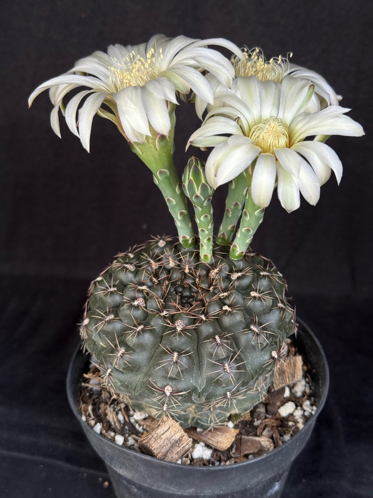 Gymnocalycium schroederianum v. boessi, 4" pot cactus plant gallery