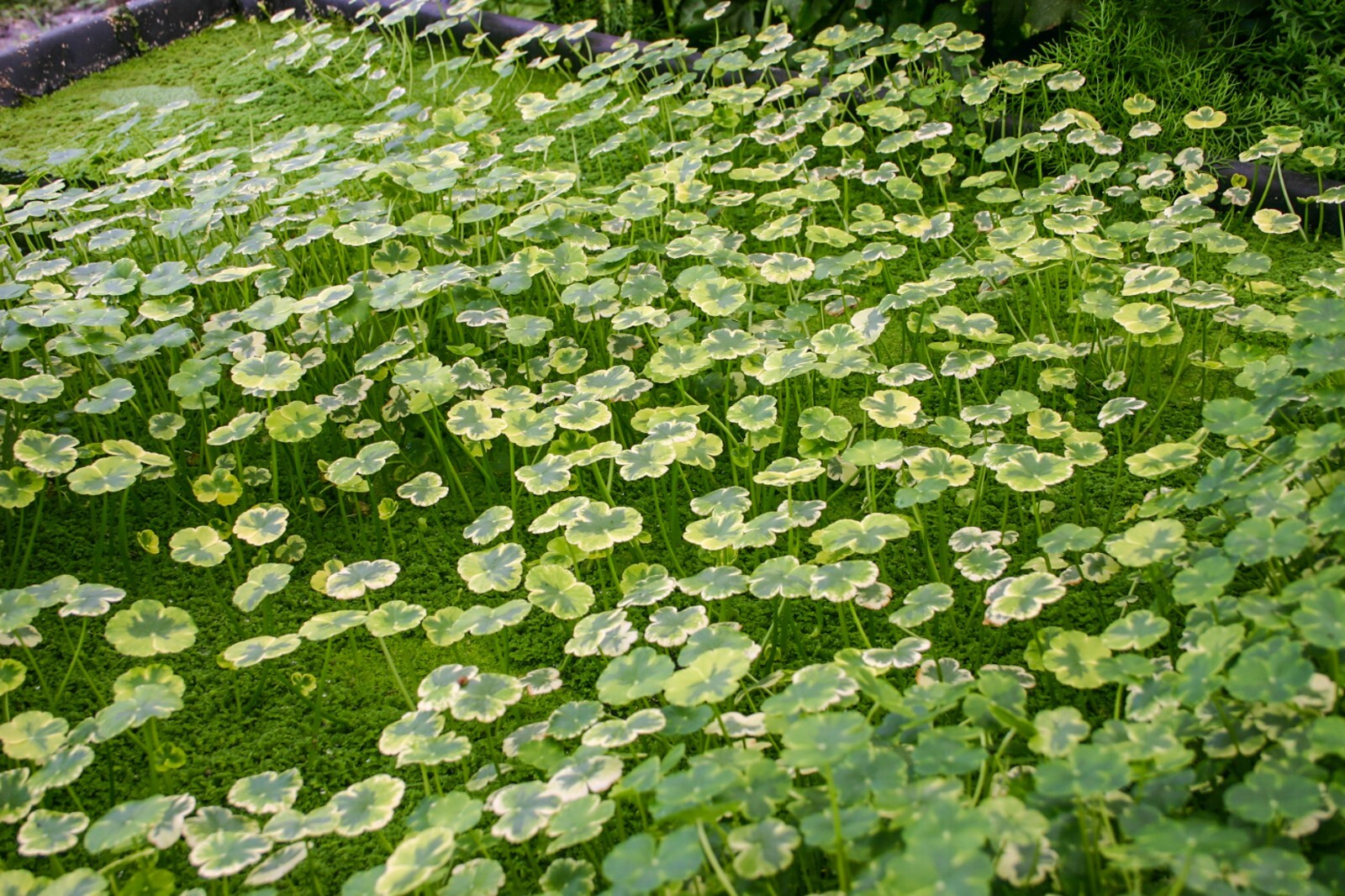 Live Variegated Pennywort Winter Hardy Aquatic Marginal Pond/Bog Plant gallery