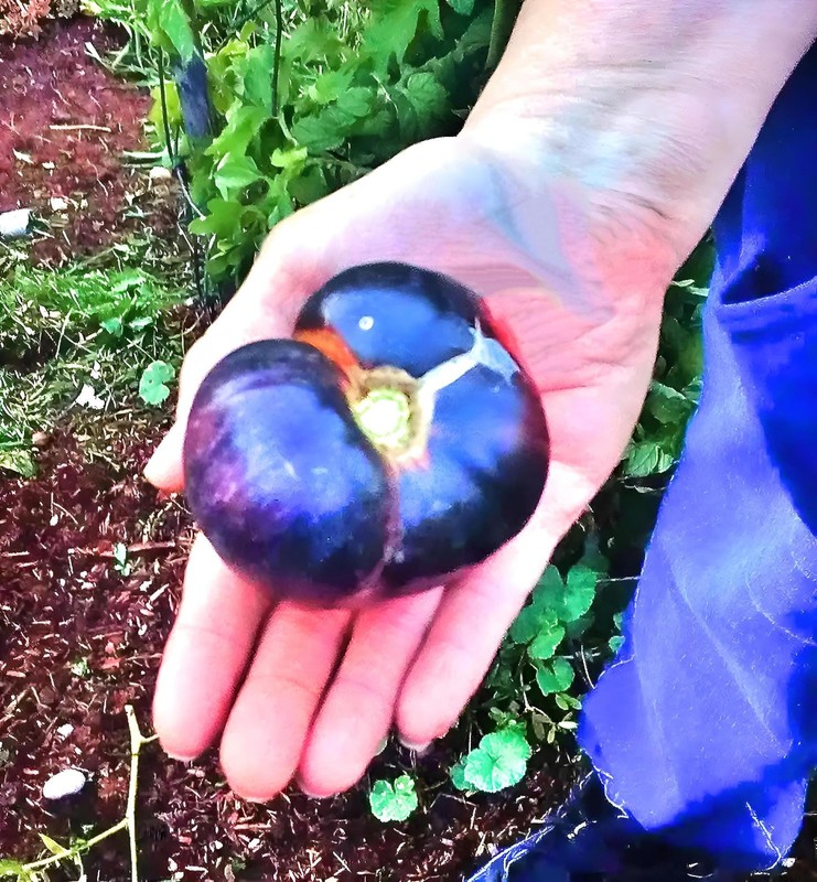 Black Beauty, Tomato gallery