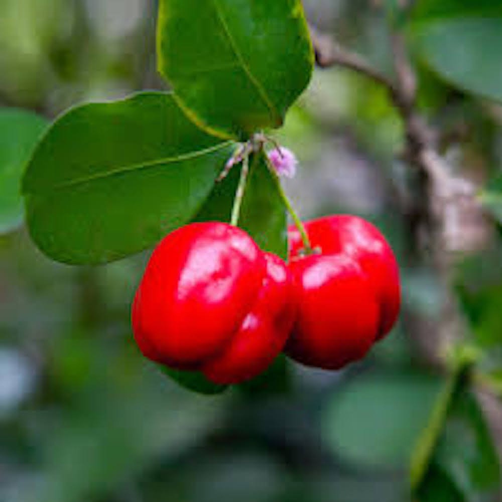 1 Barbados Cherry Tree Malpighia Emarginata Starter Plant