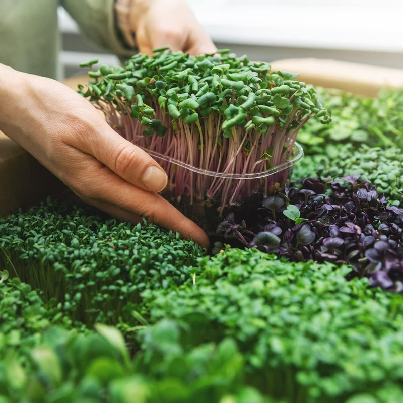 Microgreens Variety Pack (10 Varieties, 2 LBS+, Cabbage, Broccoli, Beet, Radish, gallery