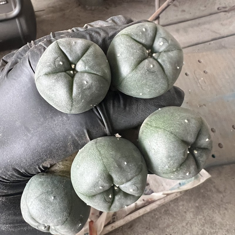5pc Succulent Cactus Plant Beautiful Cactus Garden Décor Boutique 3-4cm. gallery
