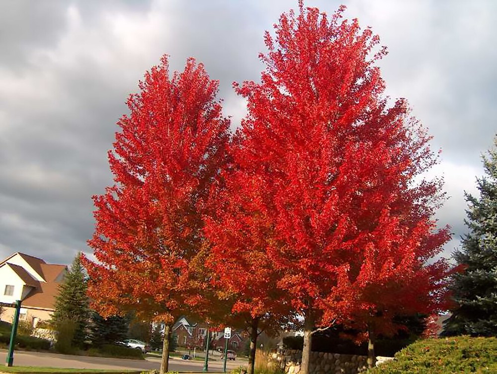Red Maple, Acer rubrum, (Northern Source) Tree Seeds (Fast, Fall Colors)