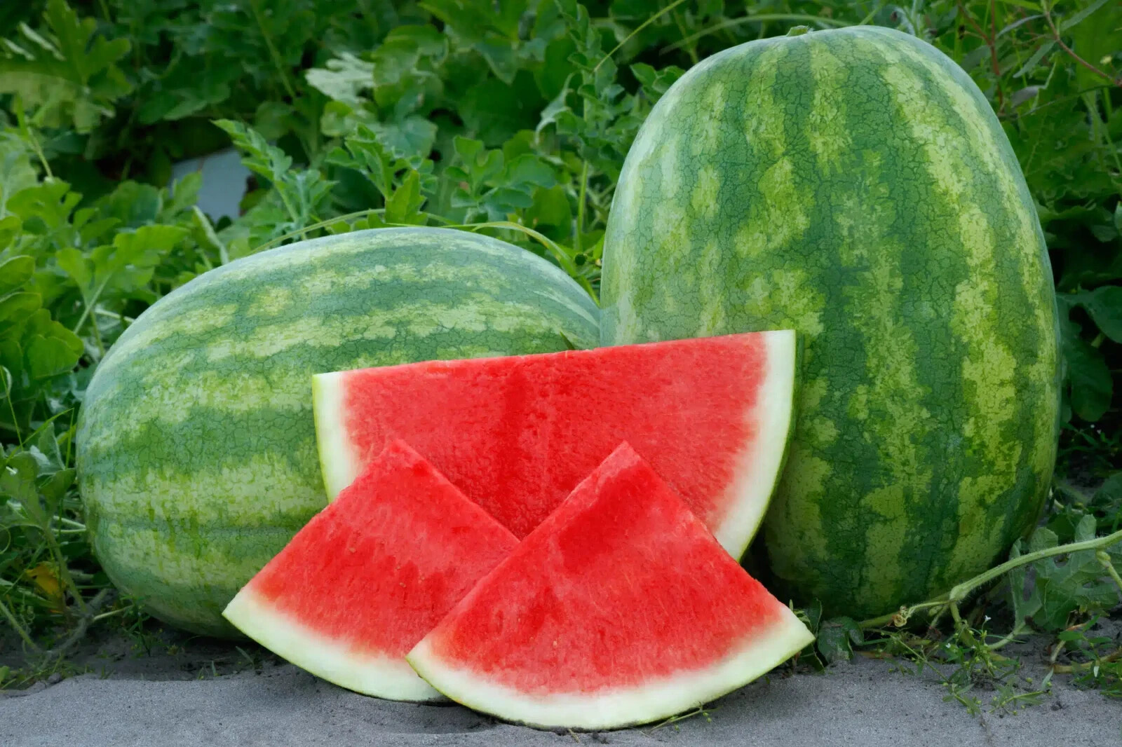 50+ Secretariat (Seedless) Watermelon Seeds for Planting - USA - FREE SHIPPING! gallery