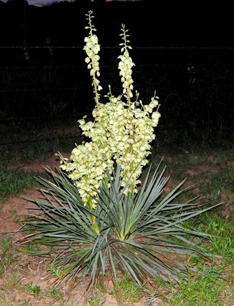 Yucca Bare Root Live Plant Hardy Succulent Adams Needle 1 Starter 15 Inches Tall gallery