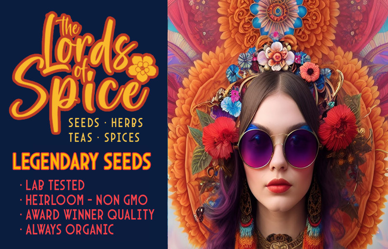 Bulk Black Bean Seeds Black Valentine Heirloom 400 Fresh NONGMO FREE SHIPPING gallery