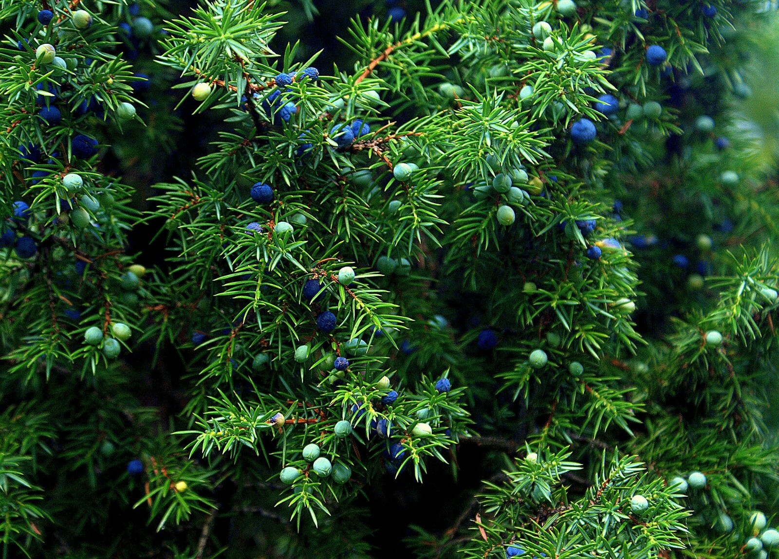One Seed Juniper Sacred Tree {Juniperus monosperma} Medicinal 5+ seeds Evergreen gallery