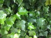 English Ivy / Climbing/Mat-Forming- 10, 8 inch Cuttings gallery
