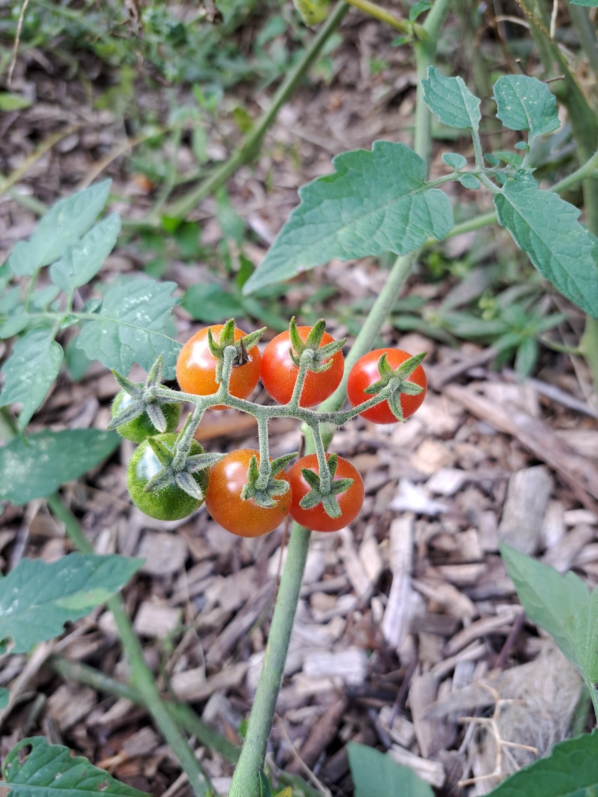 100 Everglades Tomato Seeds - Open Pollinated gallery