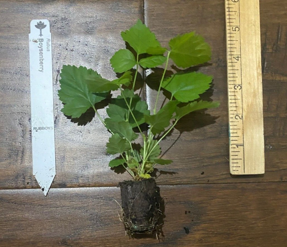 Boysenberry (Rubus ursinus) - Floricane - 1 TC Plant/Plug - 3-6 in - Edible!