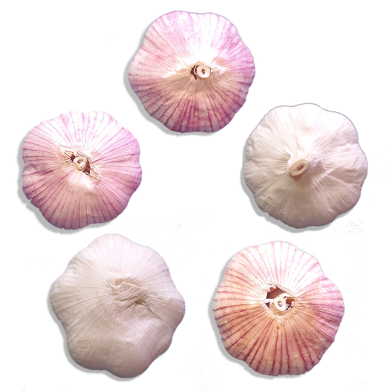 Organic GARLIC Bulbs Multi-Size VARIETIES: Chesnok Music Italian German Russian gallery