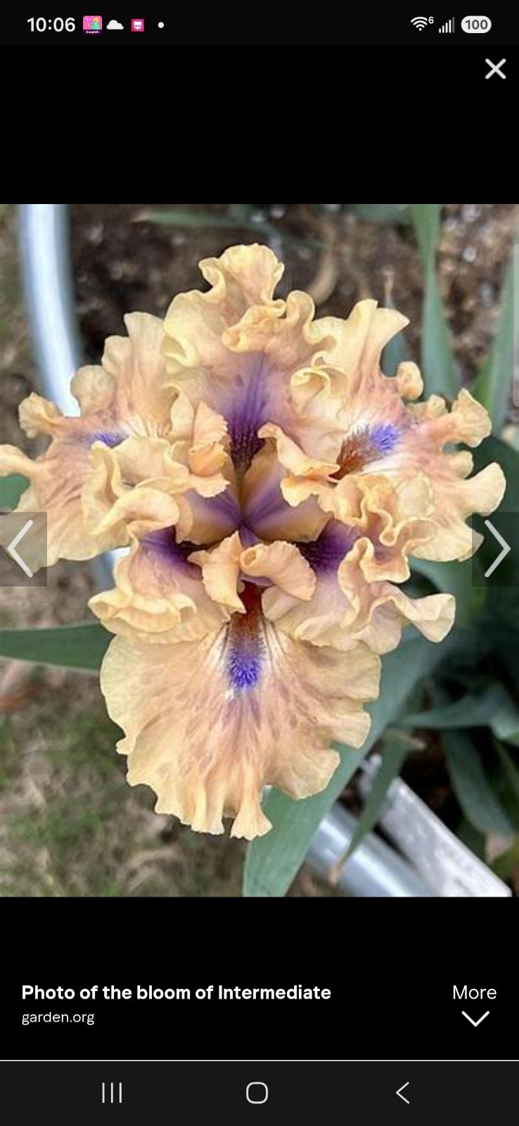 Bahama Blues Intermediate Bearded Iris (Iris) Peach Purple Flowering 2x Bogo gallery