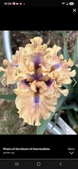 Bahama Blues Intermediate Bearded Iris (Iris) Peach Purple Flowering 2x Bogo