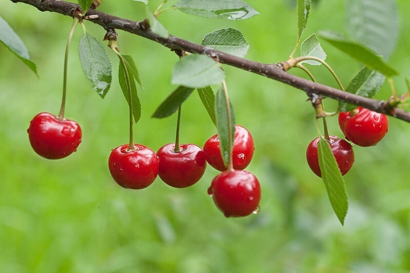 Montmorency Sour Cherry Tree 10 - 50 Seeds Tart Fruit NON-GMO Fresh Harvest gallery