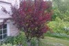 Purpleleaf Sandcherry 1 Live Plant in 3.5 Inch Pot gallery