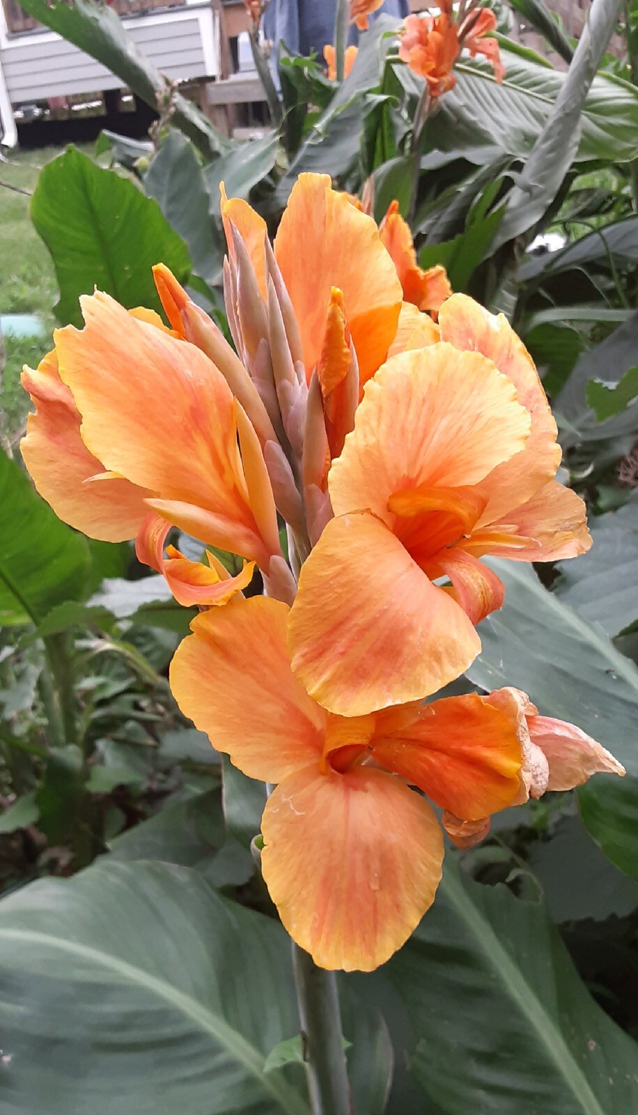 Sunrise Canna Lilly Bulbs (2 Count) gallery
