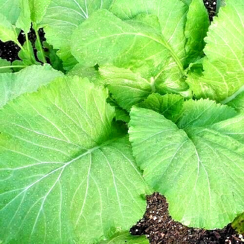 2000+ MUSTARD FLORIDA BROADLEAF AUTUMN SEEDS MICROGREENS HEIRLOOM GARDEN NON-GMO gallery