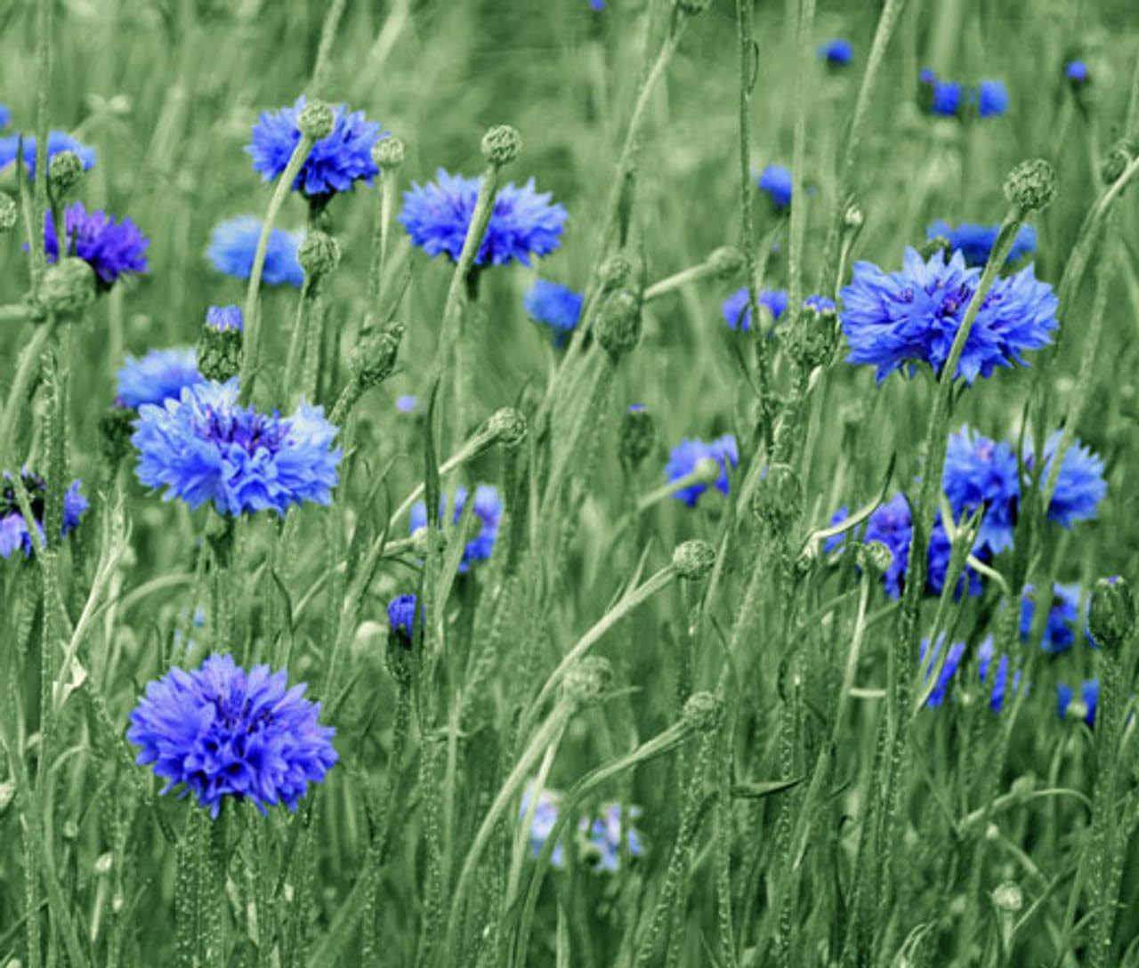 Blue Bachelor Button Seeds for Planting NonGMO Heirloom USA Harvested gallery