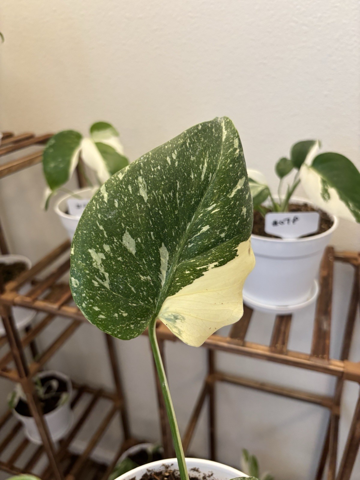 Monstera Thai Constellation 6" Pot Variegated Rare Exact Plant #060 gallery