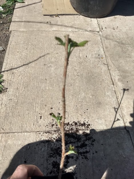 1 Ohio Treasure black raspberry plant Everbearing. Zones 3-8 gallery