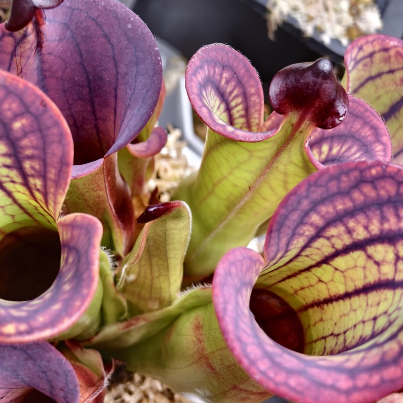 Heliamphora Macdonaldae -AW- gallery