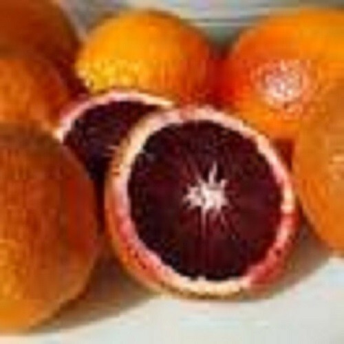 VARIEGATED blood orange /citrus/- 3 fresh cuttings, imported, Europe gallery
