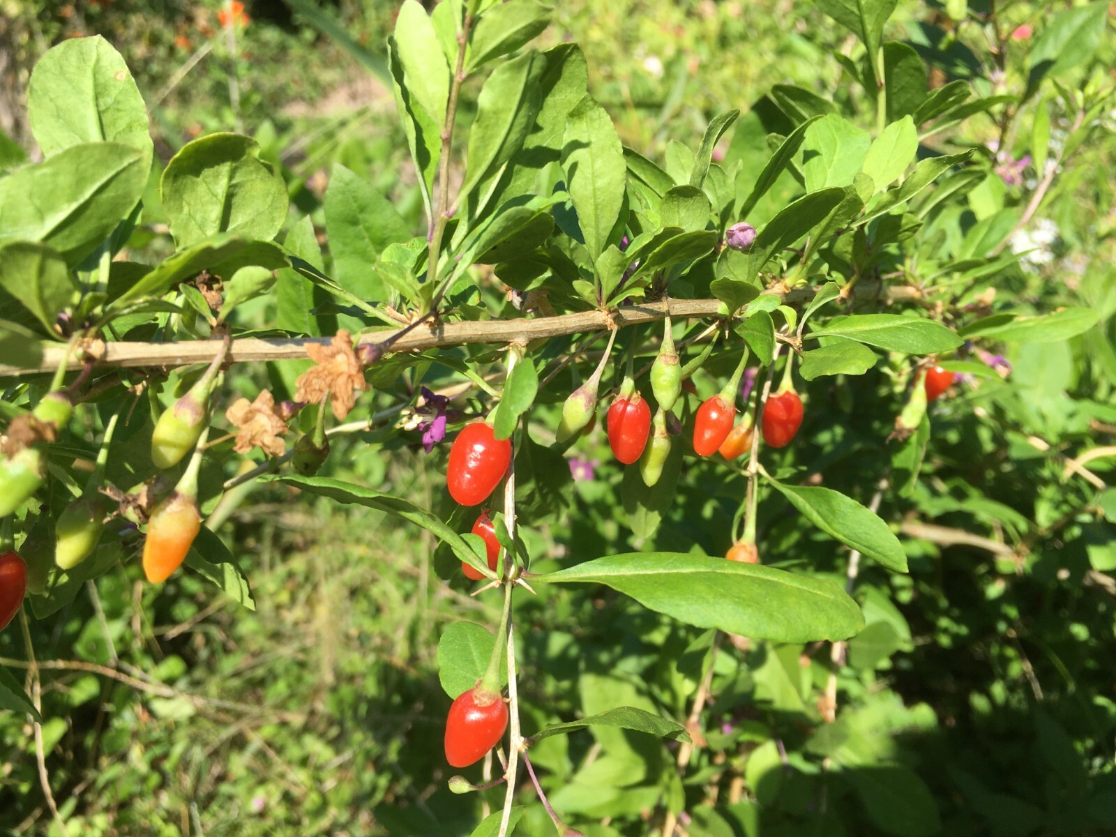 100+ Goji Berry seeds, organically grown ** Easy to plant ** gallery