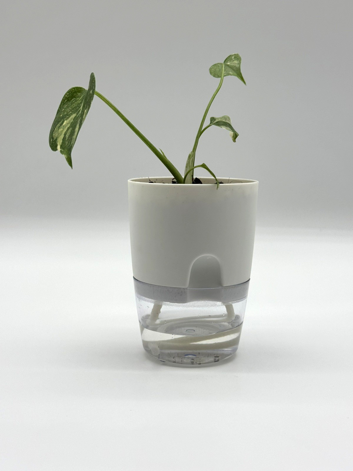 Monstera Thai Constellation 4" Pot selfwatering Variegated Monstera Houseplants gallery