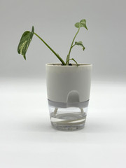 Monstera Thai Constellation 4″ Pot selfwatering Variegated Monstera Houseplants