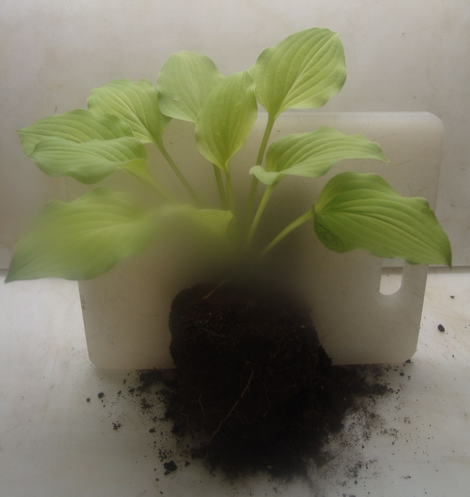 Hosta 'Golden Specter', medium size gallery