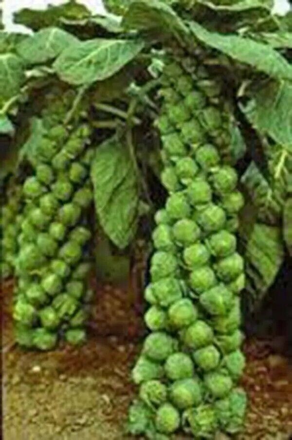 1000+ Organic Catskill Brussels Sprouts Seeds, NON-GMO, 2024 Season gallery