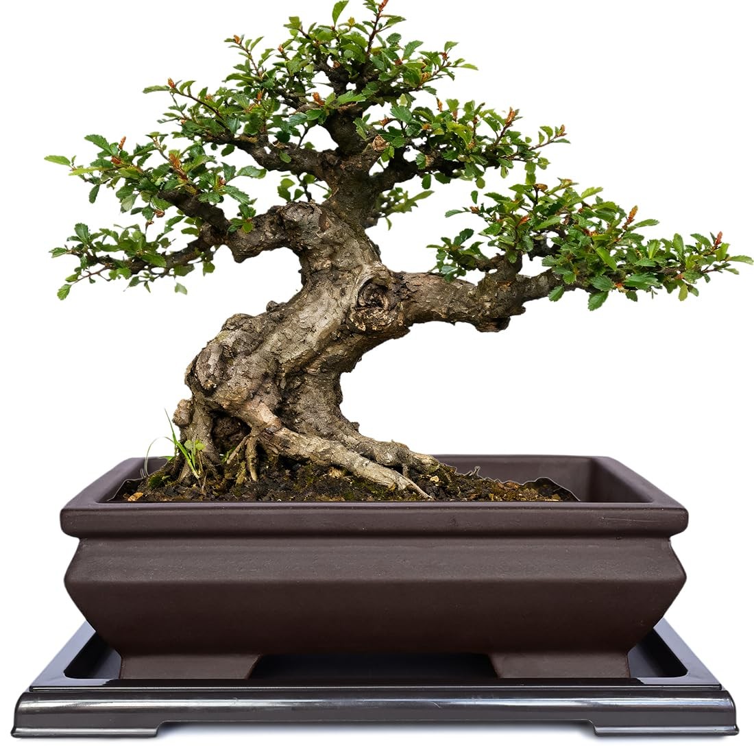 Rectangular Unglazed Ceramic Bonsai Pot with Drainage Tray for Succulents gallery