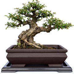 Rectangular Unglazed Ceramic Bonsai Pot with Drainage Tray for Succulents