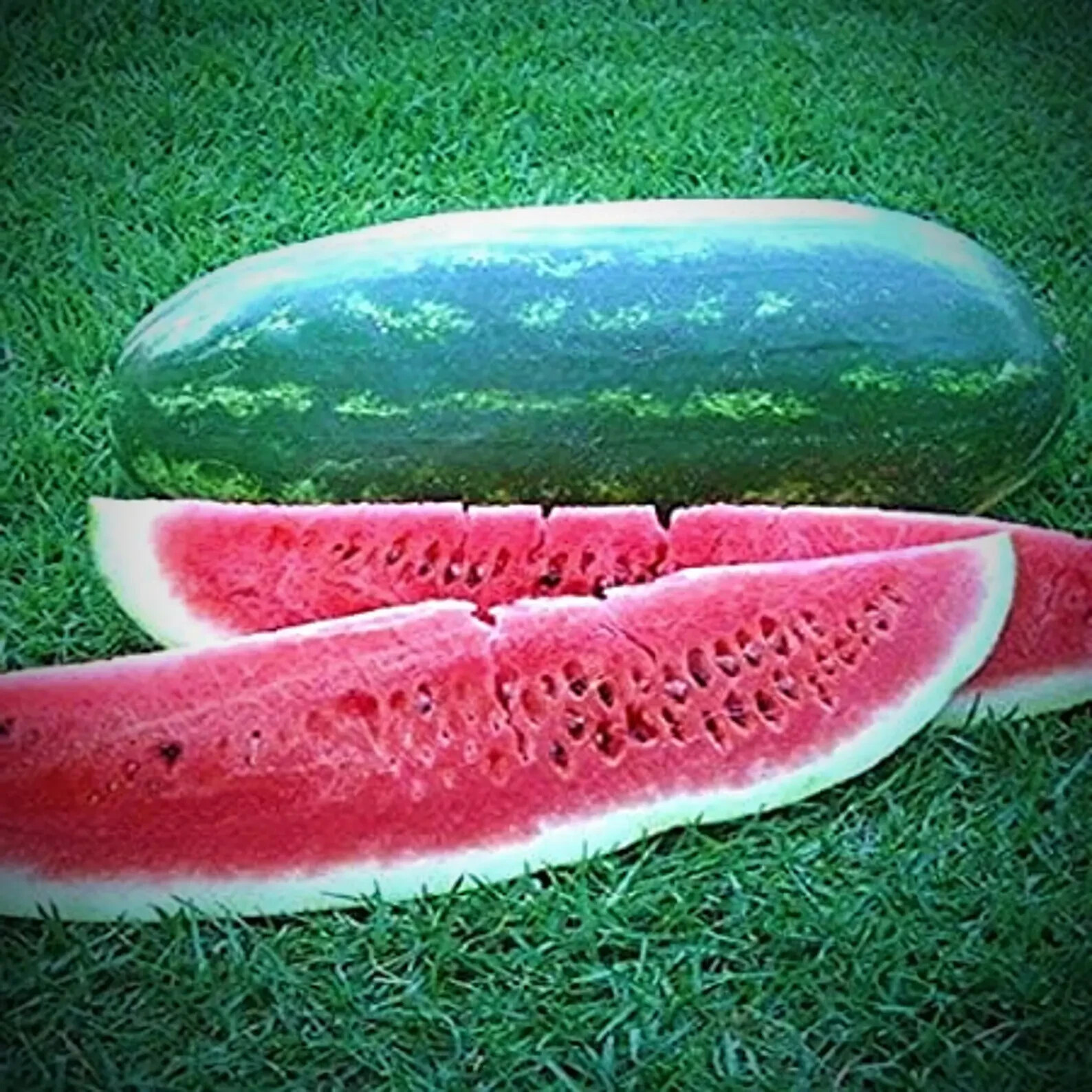 10 Seeds CONGO Watermelon Large Variety Planting NON-GMO Heirloom Garden gallery
