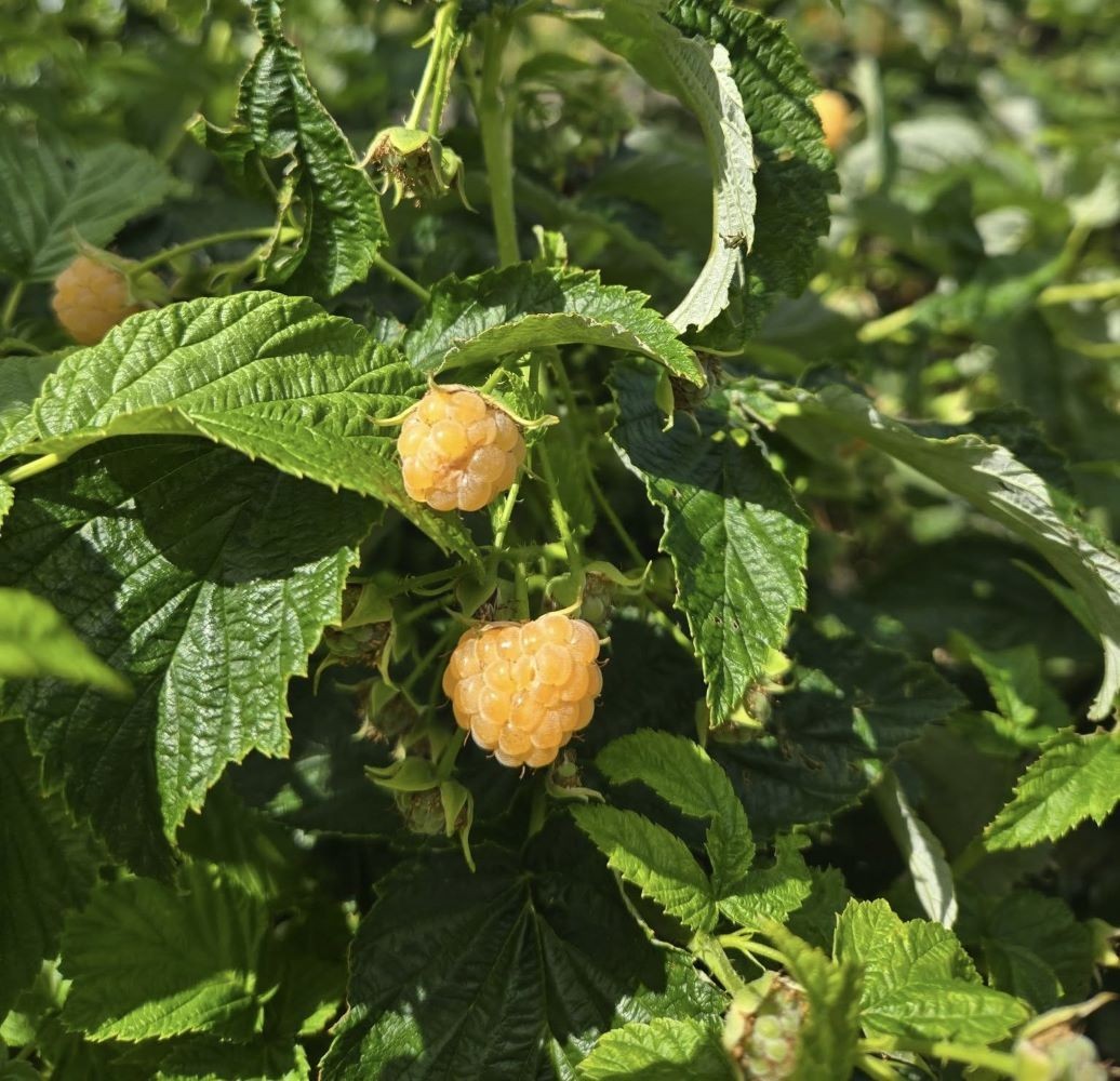 ( 1 ) - Fall Gold Everbearing Raspberry - Starter Plant ( L4 ) ( 1 live plant ) gallery