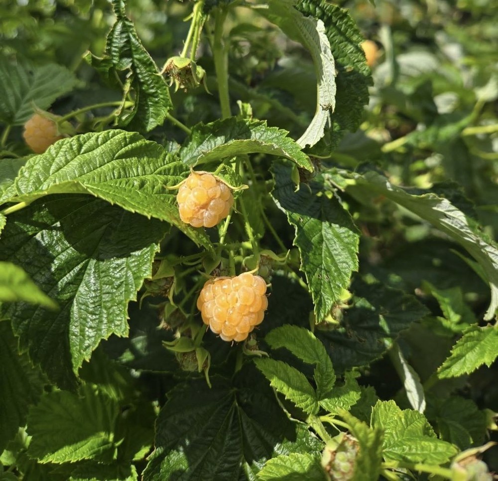 ( 1 ) - Fall Gold Everbearing Raspberry - Starter Plant ( L4 ) ( 1 live plant )