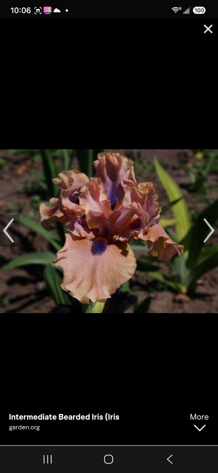 Bahama Blues Intermediate Bearded Iris (Iris) Peach Purple Flowering 2x Bogo gallery