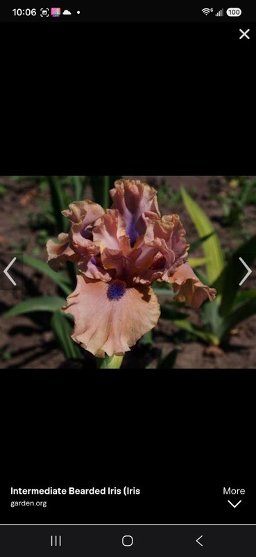 Bahama Blues Intermediate Bearded Iris (Iris) Peach Purple Flowering 2x Bogo gallery