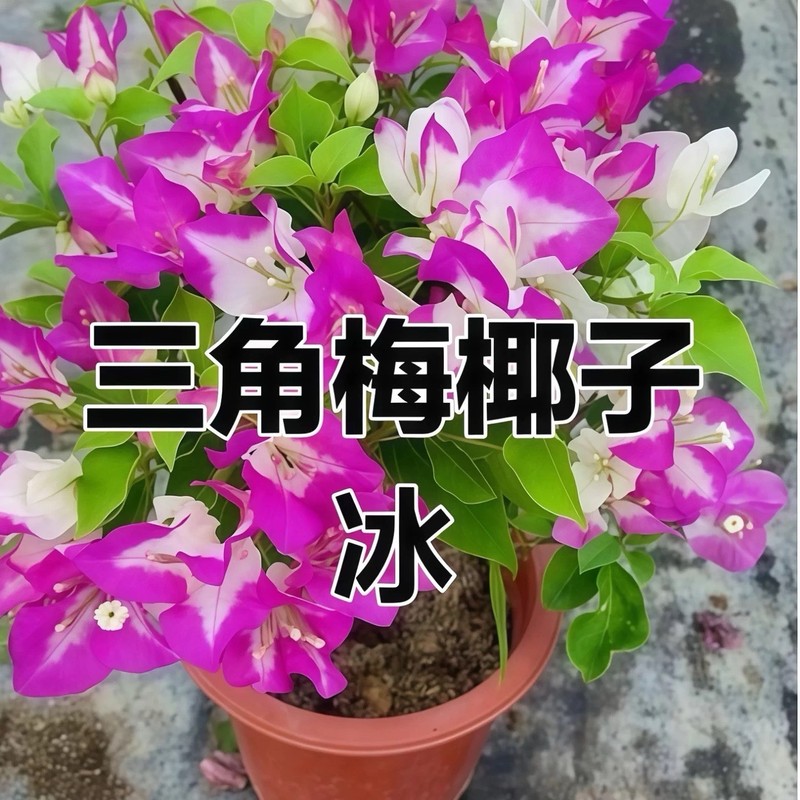 Multi color Yezibing 椰子冰三角梅Coconut Ice bougainvillea Medium Bonsai Bare Root gallery