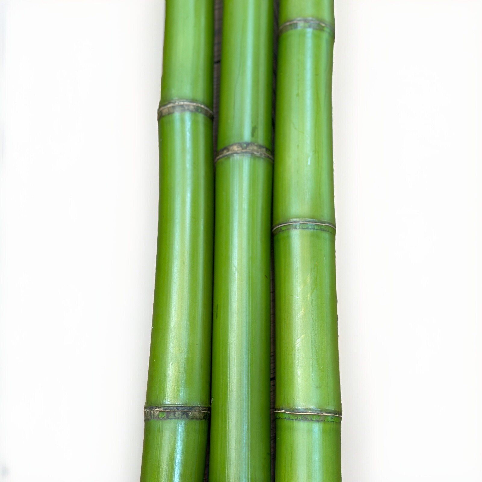 1.5” Fresh Cut Natural Bamboo For Decor (You Choose Length) 1ft - 8ft gallery