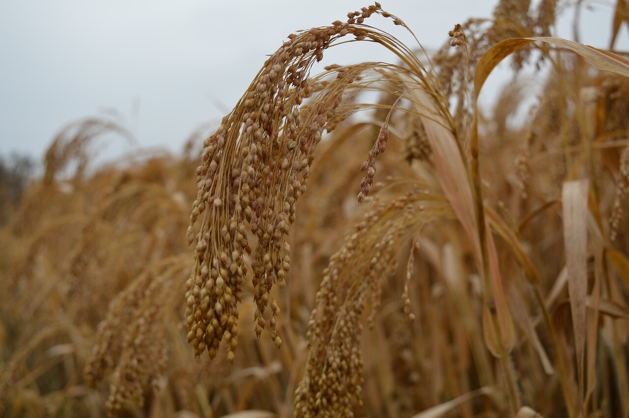 Brown Top Millet Seeds - Fast Growing Drought Tolerant Excellent Wildlife Food gallery