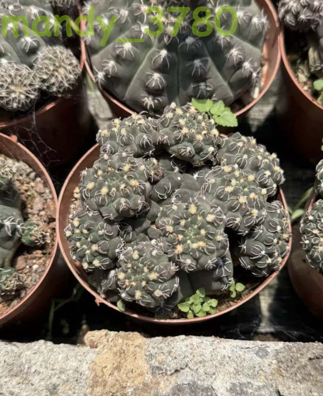 2PCS Cactus Plants Gymnocalycium quehlianum Beautiful Cactus gallery