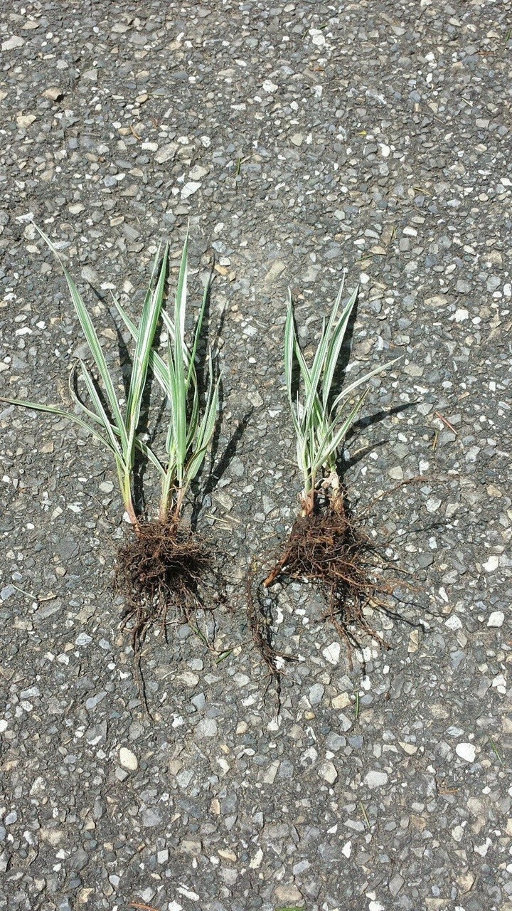 6 Plants Strawberry & Cream Ribbon Grass Root Divisions For Sun or Shade & Pond gallery