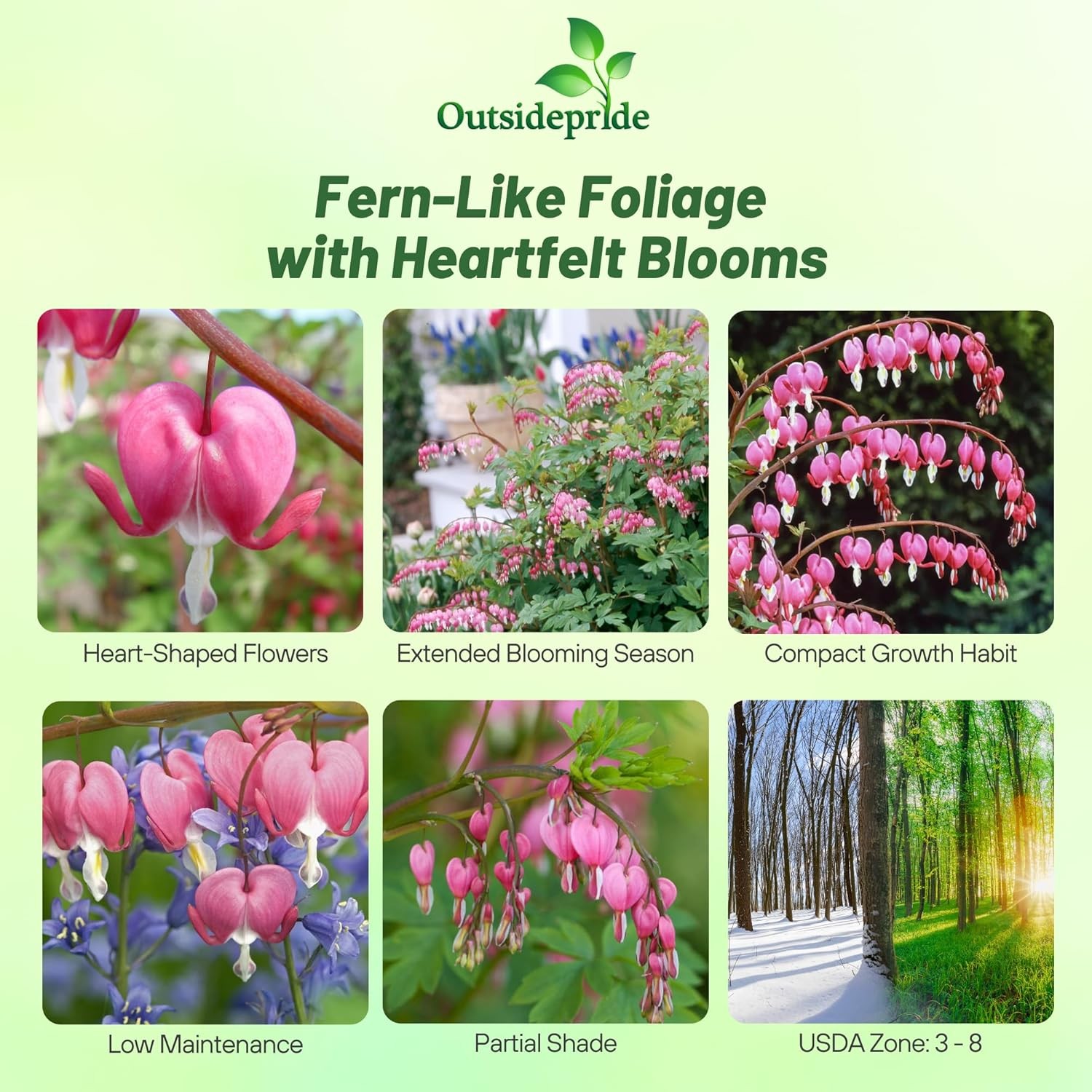 100 Seeds Dicentra Seeds - Fringed Bleeding Heart - Dicentra Eximia Flower Seeds gallery