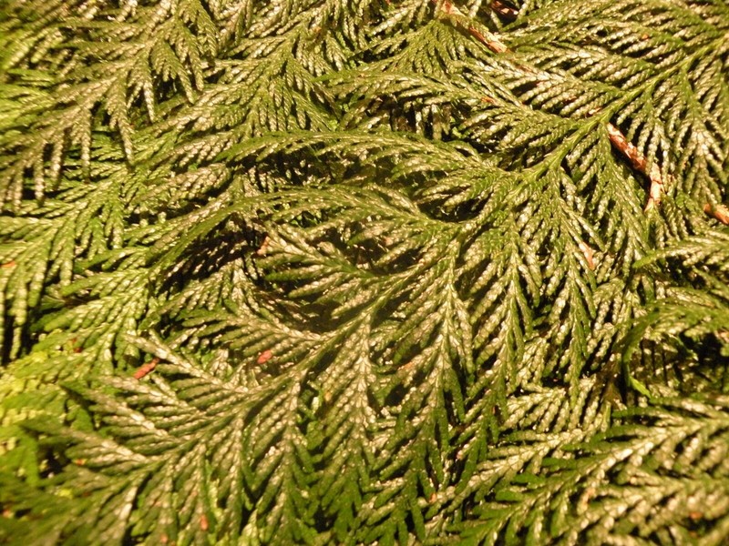 Fresh Western Red Cedar Branches/Boughs, 5lbs, Wreaths Holiday Decorations Tree gallery